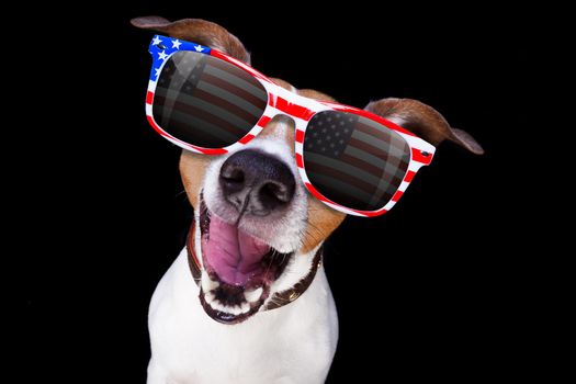 jack russell dog  shouting  4th of July  on independence day, isolated on black dark  background