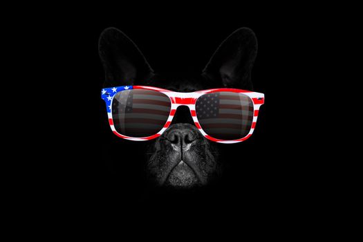 french bulldog  dog   4th of July  on independence day, isolated on black dark  background wearing sunglasses
