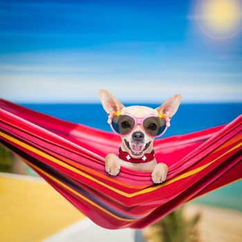 chihuahua dog relaxing on a fancy red  hammock with sunglasses