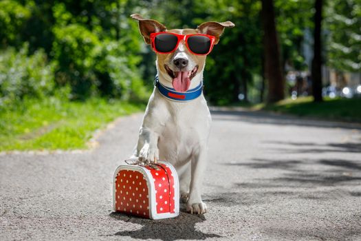 jack russell dog ready for summer holidays vacation with luggage or a bag