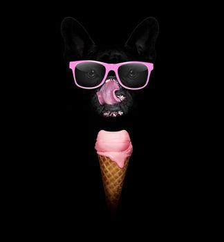 french bulldog in dark isolated background ,with a waffle cone of cold and fresh yummy delicious strawberry ice cream