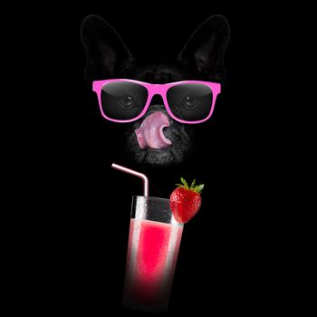 french bulldog in dark black  isolated background ,with milkshake smoothie cocktail drink  , licking with tongue