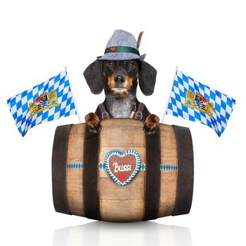 bavarian dachshund or sausage  dog with  gingerbread and  barrel   isolated on white background , ready for the beer celebration festival in munich,