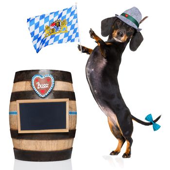 bavarian dachshund or sausage  dog with  gingerbread and  barrel   isolated on white background , ready for the beer celebration festival in munich,