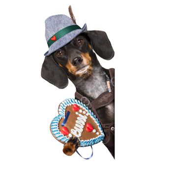 bavarian dachshund or sausage  dog with  gingerbread and  mug  isolated on white background , ready for the beer celebration festival in munich,