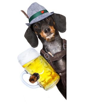 bavarian dachshund or sausage  dog with  gingerbread and  mug  isolated on white background , toasting for the beer celebration festival in munich