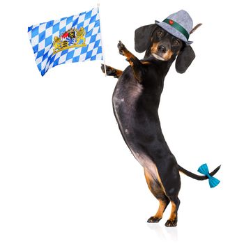 bavarian dachshund or sausage  dog  isolated on white background , toasting for the beer celebration festival in munich