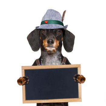 bavarian dachshund or sausage  dog with  gingerbread and  mug  isolated on white background , ready for the beer celebration festival in munich,