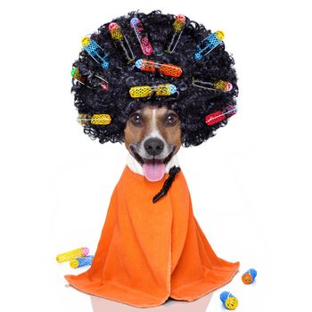 afro look dog with very big curly black hair , or wig  wearing orange hairdressers towel , isolated on white background