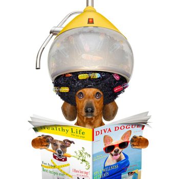 dachshund or sausage  dog  at the hairdresser with hair under the drying hood with curlers, isolated on white background  reading a  newspaper or magazine