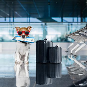 holiday vacation jack russell dog waiting in airport terminal ready to board the airplane or plane at the gate, luggage or bag to the side