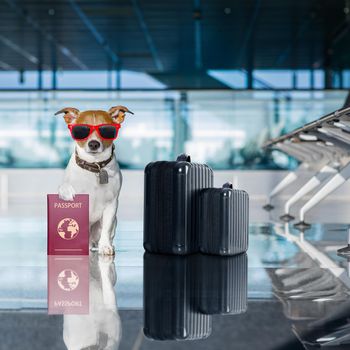 holiday vacation jack russell dog waiting in airport terminal ready to board the airplane or plane at the gate, luggage or bag to the side