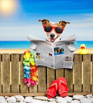 jack russel dog resting and relaxing on a wall or fence at the  beach  ocean shore, on summer vacation holidays, reading a magazine or newspaper