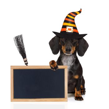 halloween devil sausage dachshund  scared and frightened, isolated on white background, wearing a witch hat, behind white blank banner or blackboard