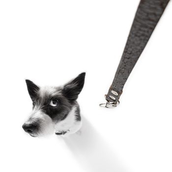 curious poodle dog looking up to owner waiting or sitting patient to play or go for a walk,  isolated on white background