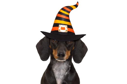 halloween devil sausage dachshund dog  scared and frightened, isolated on white background, wearing a witch hat