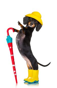 sausage dachshund dog , ready and  prepared for rain or bad weather with rubber boots , hat and umbrella , isolated on white background