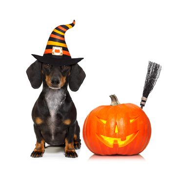 halloween devil sausage dachshund dog  scared and frightened, isolated on white background, pumpkin to the side, wearing a witch hat