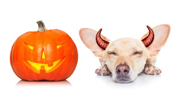 halloween devil dog  scared and frightened, isolated on white background, pumpkin lantern to the side, wearing devil ears
