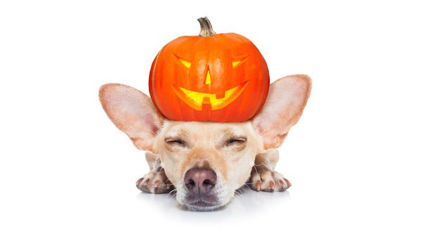 halloween devil dog  scared and frightened, isolated on white background, pumpkin lantern  on the head