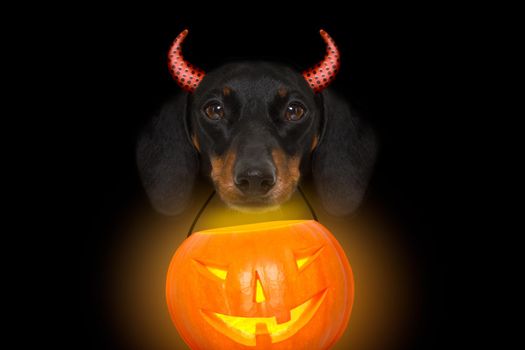 halloween devil sausage dachshund  scared and frightened, isolated on black background, holding a pumpkin lantern