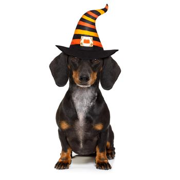 halloween devil sausage dachshund dog  scared and frightened, isolated on white background, wearing a witch hat
