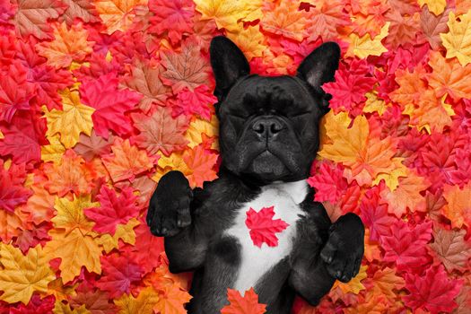 french bulldog dog , lying on the ground full of fall autumn leaves, sleeping a siesta and lying on the back torso