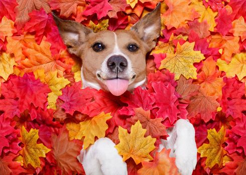 jack russell dog , lying on the ground full of fall autumn leaves, looking at you  sticking out the tongue,  lying on the back torso