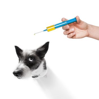 sick and ill poodle dog  isolated on white background with syringe vaccine, scared look on face