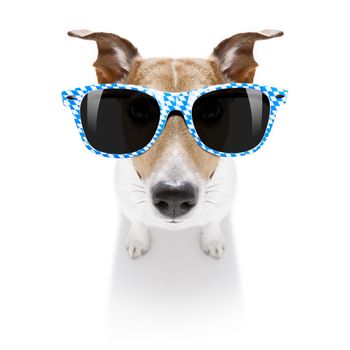 funny jack russell wearing bavarian sunglasses sitting on the ground , isolated on white background