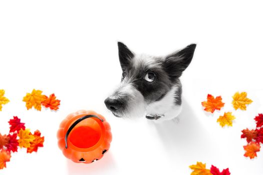 poodle dog ghost for halloween ,  scary and spooky looking up to owner , for a treat with pumpkin lantern