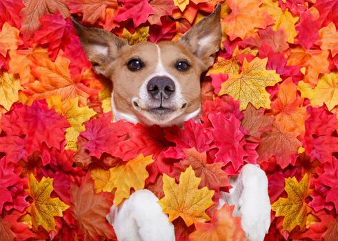 jack russell dog , lying on the ground full of fall autumn leaves, looking at you  and lying on the back torso