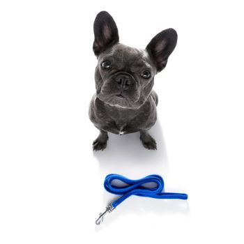 curious french bulldog dog looking up to owner waiting or sitting patient to play or go for a walk,  isolated on white background