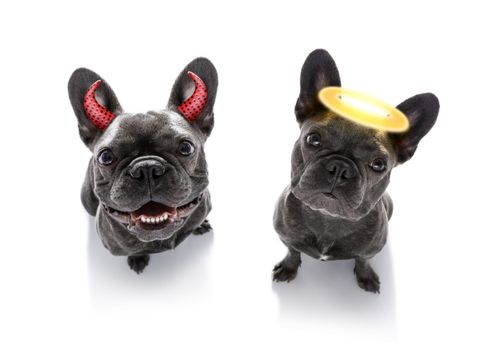 french bulldog dogs ghost for halloween ,  scary and spooky looking up to owner ,right or wrong , good and bad