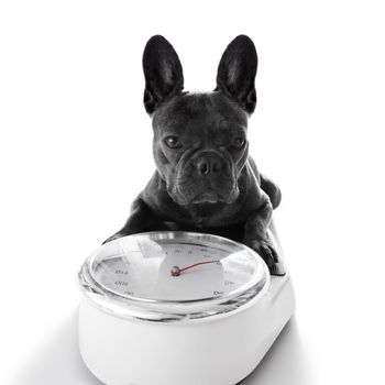 french bulldog  dog with guilty conscience  for overweight, and to loose weight , standing on a scale, isolated on white background