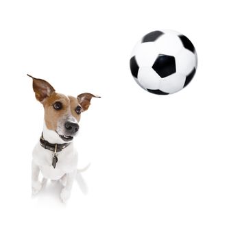 soccer jack russell  dog playing with leather ball  , isolated on white background, wide angle fisheye view