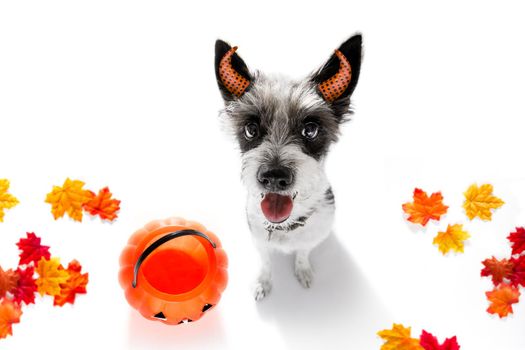 poodle dog ghost for halloween ,  scary and spooky looking up to owner , for a treat with pumpkin lantern