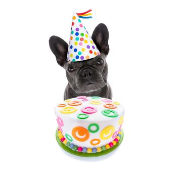 french bulldog dog  hungry for a happy birthday cake ,wearing party hat  , isolated on white background