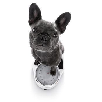 french bulldog  dog with guilty conscience  for overweight, and to loose weight , standing on a  personal scale, isolated on white background