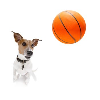 basketball  jack russell dog playing with  ball  , isolated on white background, wide angle fisheye view