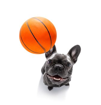 basketball  french bulldog dog playing with  ball  , isolated on white background, wide angle fisheye view