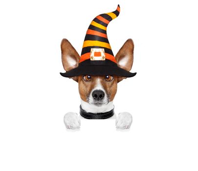 halloween devil jack russell dog  scared and frightened, holding a blank empty banner or placard , isolated on white background, wearing a witch hat
