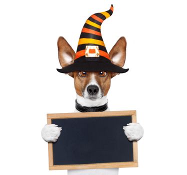 halloween devil jack russell dog  scared and frightened, holding a blank empty blackboard , isolated on white background, wearing a witch hat