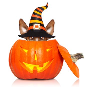 halloween devil jack russell dog inside pumpkin, scared and frightened, isolated on white background