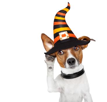 halloween devil jack russell dog  scared and frightened, listening with one big ear , isolated on white background,