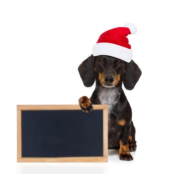 funny dachshund sausage  santa claus dog on christmas holidays wearing red holiday hat, isolated on white background, holding a banner or blackboard placard frame