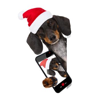 funny dachshund sausage  santa claus dog on christmas holidays wearing red holiday hat, isolated on white background, behind a banner taking a selfie with smartphone cell phone