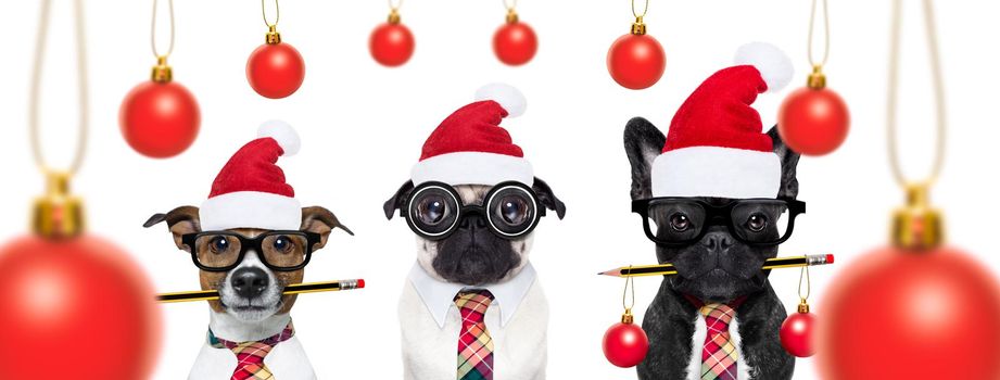 row or group of dogs in working team with nerd glasses as an office business worker, isolated on white background, on christmas holidays vacation with red santa claus hats