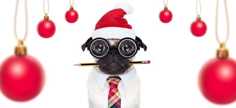 dumb crazy pug dog with nerd glasses as an office business worker, isolated on white background, on christmas holidays vacation with santa claus hat