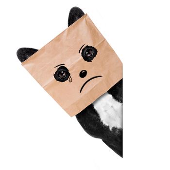 sad crying french bulldog , hiding behind a paper bag on his head, isolated on white background